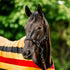 Horseware Newmarket Headcollar and Leadrope